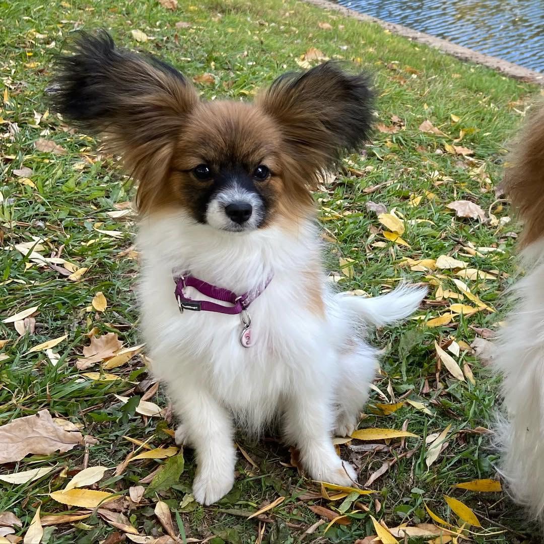 Bella