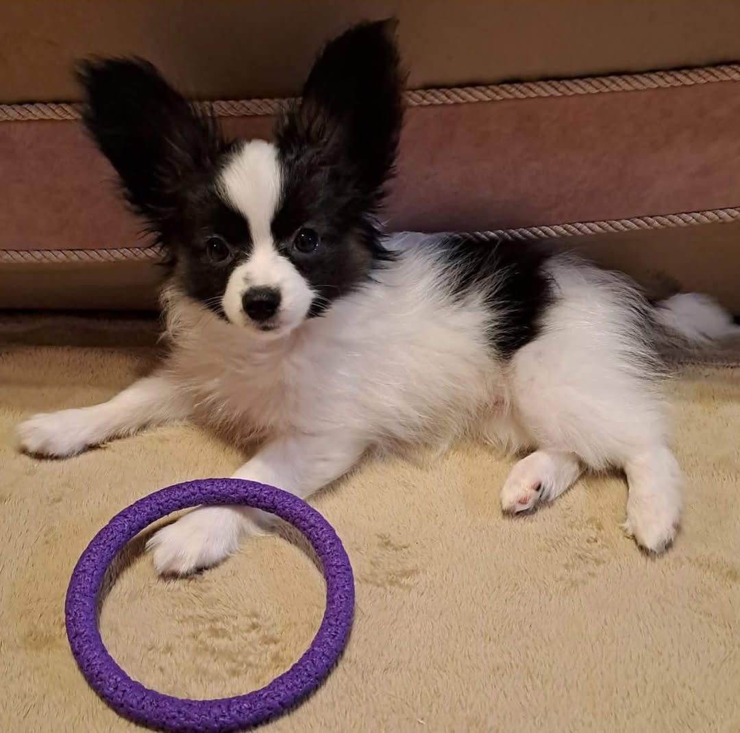 Teddy