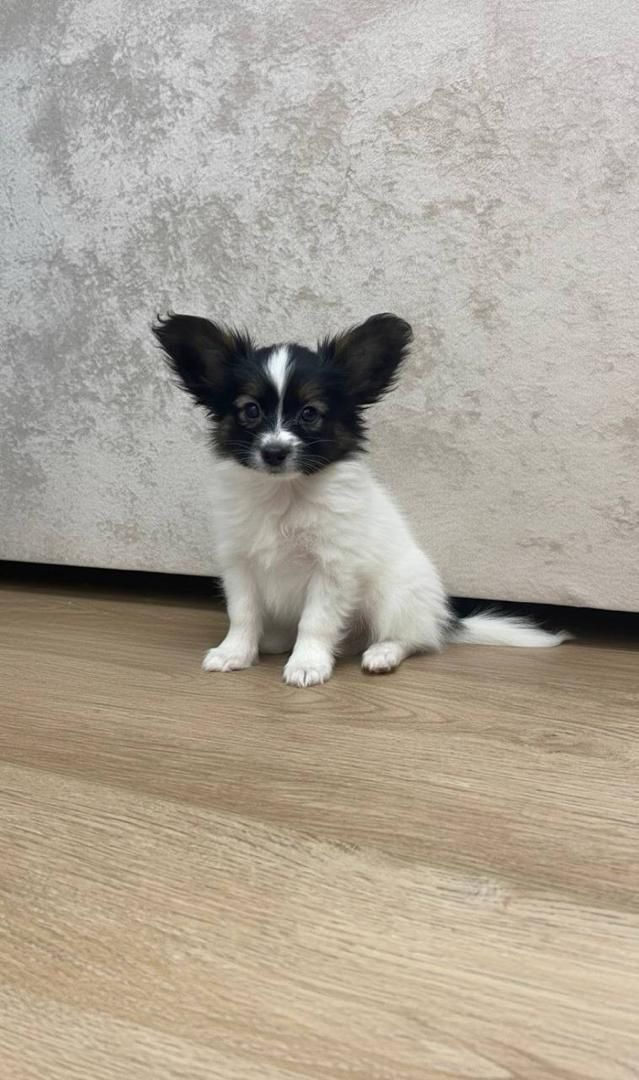 Milo
