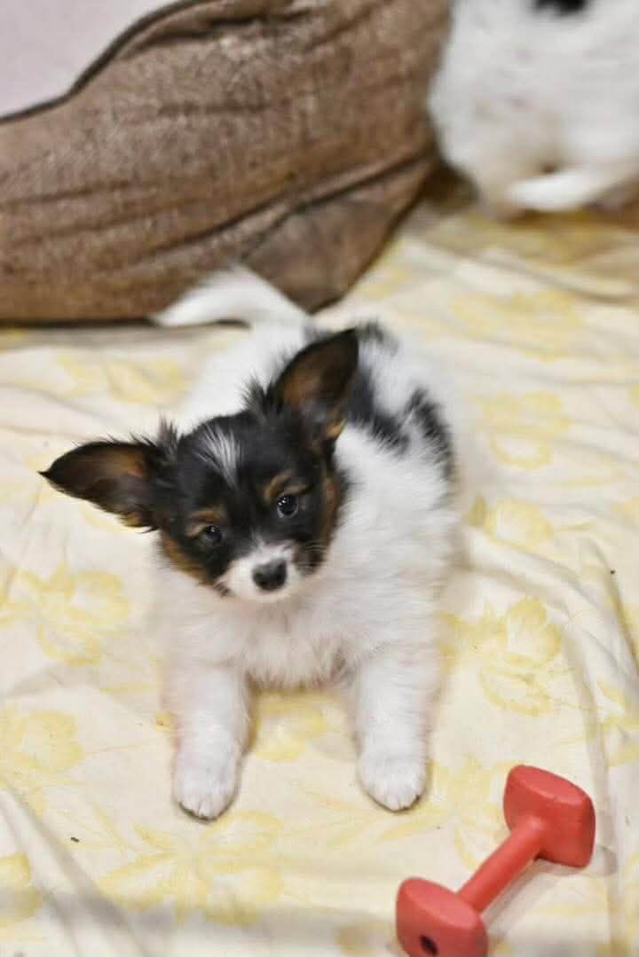 Coco