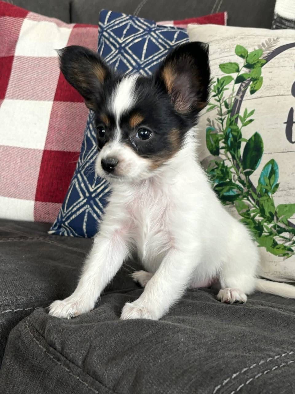 Papillon Puppy
