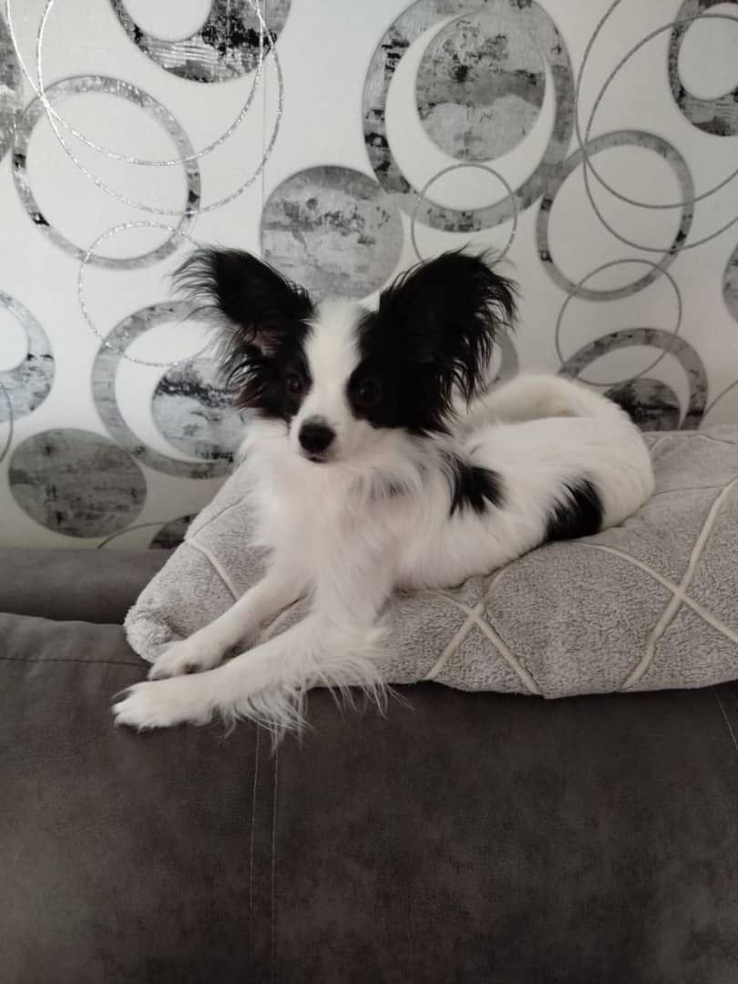 Daisy