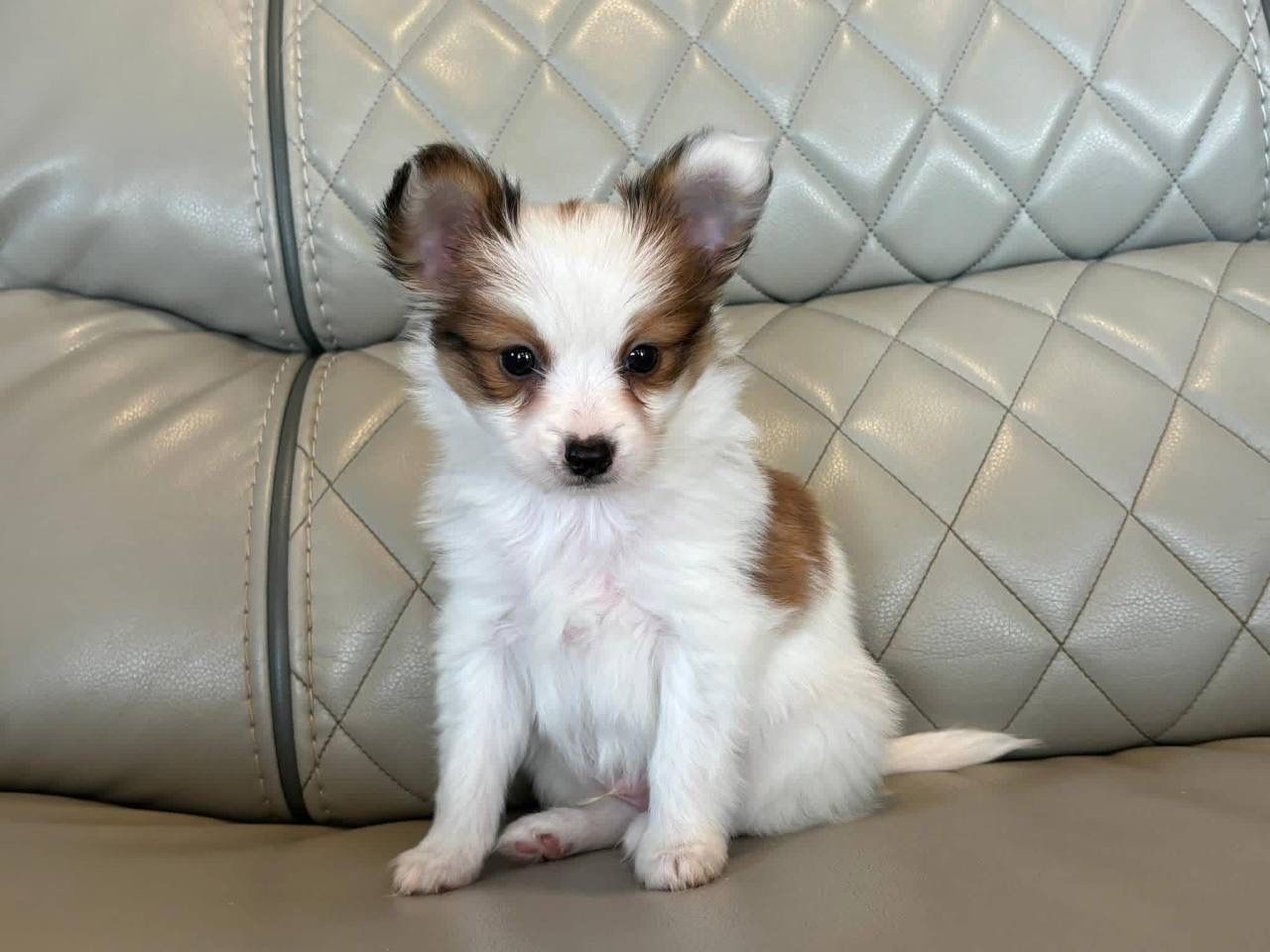 Papillon Puppy