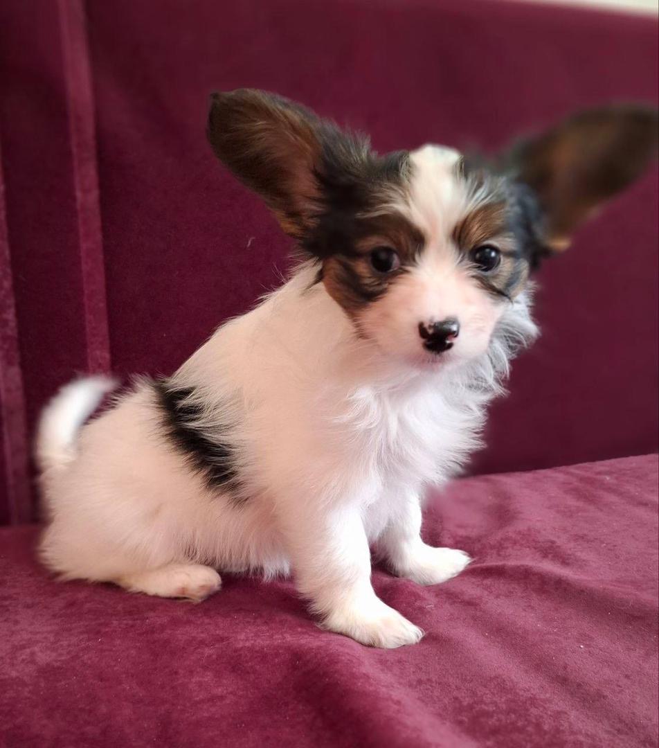 Papillon Puppy